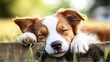 © Generative AI - Adorable Sleeping Puppy Resting on Soft Grass in a Natural Outdoor Environment : Generative AI