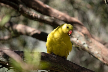 Wall Mural - the regent parrot is perched in a tree