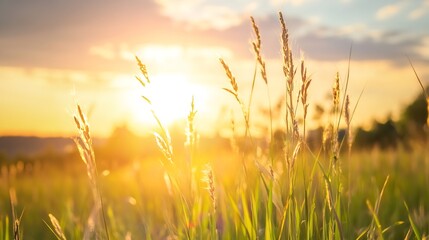 Wall Mural - Golden Hour View of Tall Grass Glowing Under Warm Sunset Light : Generative AI