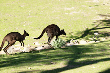 Wall Mural - the western grey kangaroos are bounding across the field