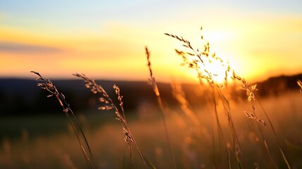 Poster - Golden sun rays illuminating tall grass in a serene meadow during a beautiful sunset : Generative AI
