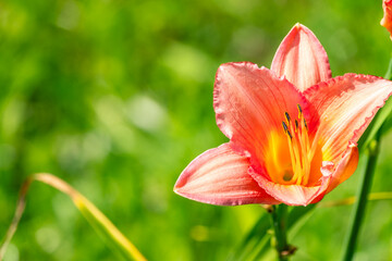 Wall Mural - Close up of a single orange day lily, Hemerocallis fulva, in full bloom.