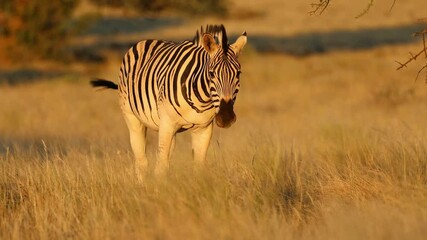 Wall Mural - a plains zebra (equus burchelli) in late afternoon light, mokala national park, south africa