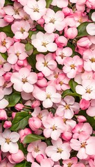 Poster - Pink apple blossoms bloom, spring garden, floral texture, background design