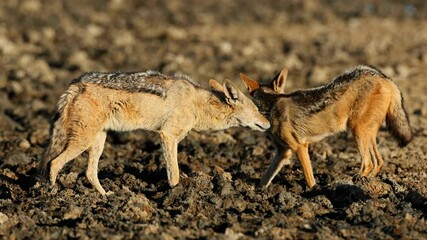 Wall Mural - a pair of black-backed jackals (canis mesomelas) in a muddy waterhole, kalahari desert, south africa