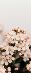 Poster - Spring blossoms close-up, light background