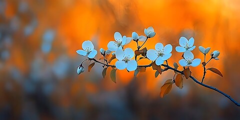 Poster - Sunset Blossom Branch, Orchard, Spring