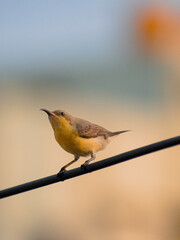 Wall Mural - robin on a branch