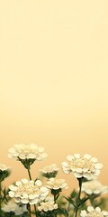 Wall Mural - White flowers bloom against soft yellow