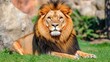 © Penatic Studio - The majestic male lion rests peacefully in a grassy area
