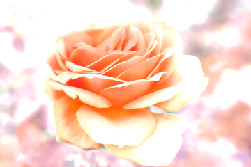 Wall Mural - Flower Series : Orange rose for Valentine Day