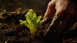 © DZMITRY - Manually planting tender lettuce seedlings in nutrient-rich dark soil