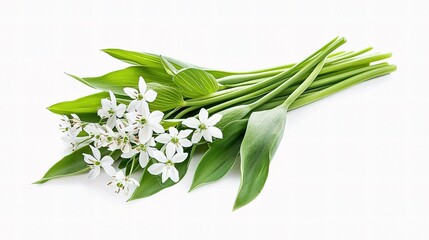 Wall Mural - Delicate Wild Garlic Flowers with Green Leaves on White Background