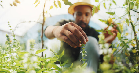 Wall Mural - Agriculture, inspection and man in greenhouse, farmer and checking for harvest, growth and outdoor. Sustainable business, production and black person with plants in environment and quality assurance