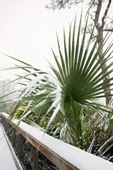 Wall Mural - Snow-covered palm tree by a boardwalk in a rare coastal winter scene