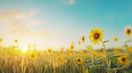 Wall Mural - Sunflower field under a glowing sunset in a minimalist style