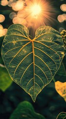 Wall Mural - Heart-shaped leaf, backlit sunlight, garden, nature, botanical illustration
