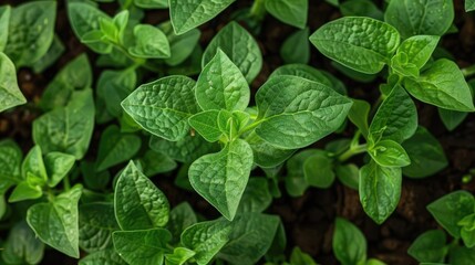 Wall Mural - Close-up view of vibrant green plant leaves growing in rich soil, showcasing healthy growth in a garden setting