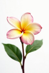 Wall Mural - Close-up view, single frangipani, creamy yellow & pink, pure white backdrop, macro, floral