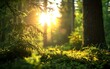 © Creative Design  - sunlight the sun shining through the trees