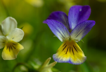 Close-up of blooming wild violets on a soft background.