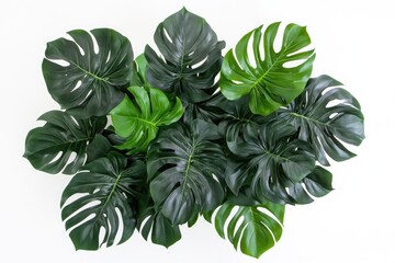 Wall Mural - Lush Monstera leaves, overhead view, white background, plant decor