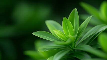 Wall Mural - a close up of a plant with green leaves