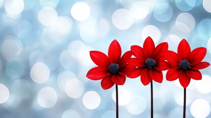 Canvas Print - Three red flowers on a blue background with bokeh