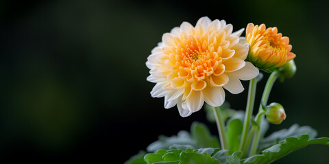 Poster - Close Up Of Two Beautiful Orange And White Chrysanthemum Flowers