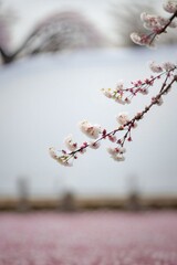 Canvas Print - Pink blossom 