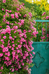 Wall Mural - lush bushes of pink roses near an old garden gate
