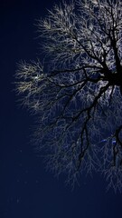 Fototapete - an ancient tree with glowing branches under a celestial moon, creating a mystical