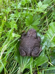 a brown toad resting in the grass, captured from a top view, showcasing its natural habitat and the serene beauty of wildlife in a peaceful outdoor setting