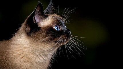 Wall Mural - A cat with blue eyes looking up at the sky