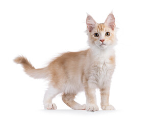 Wall Mural - Cute cream with white Maine Coon cat kitten, standing side ways. Face turned and looking towards camera. Isolated on a white background.