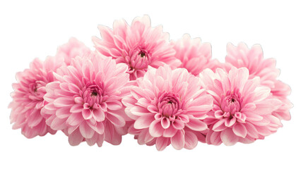 Sticker - pink flowers isolated on white background