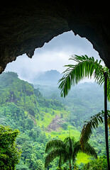 Wall Mural - A dark jungle with light rays shining through the canopy, creating an ethereal atmosphere. The background is a dense forest of trees and foliage. In front, there's a large opening through which 