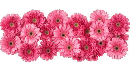 Sticker - pink gerber flowers isolated on white background