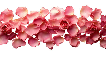 Wall Mural - pink rose petals isolated on white background