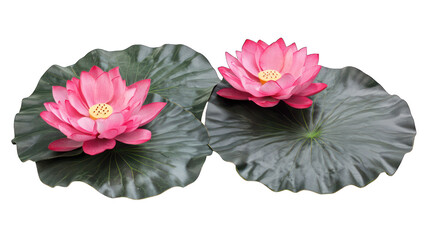 Wall Mural - pink water lotus isolated on white background