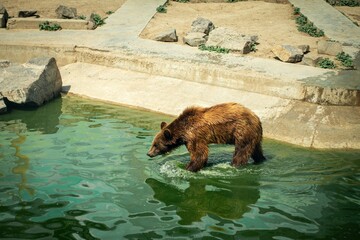brown bear strolling in water at a zoo on a sunny day
