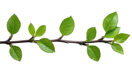 Wall Mural - plant on branch isolated on white background