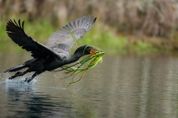 Wall Mural - Double-crested Cormorant with Freshly Picked Eelgrass Nesting Material Silver Springs Florida
