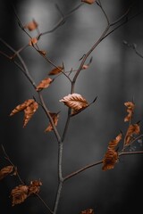 Wall Mural - Brown leaves on a branch against a gray backdrop.