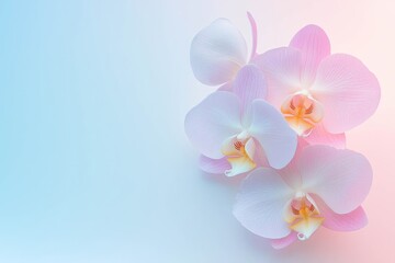 Wall Mural - abstract pastel gradient background with smooth texture, perfect for text overlay.