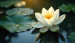 © photohappy - Single white lotus emerging from dark water, sunlight on petals, macro, elegant