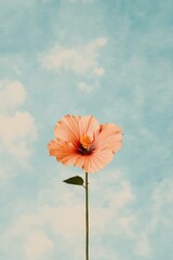 Canvas Print - Soft pink hibiscus flower against a serene blue sky, symbolizing beauty and tranquility in nature, perfect for seasonal and wellness themes