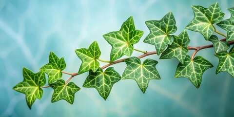 Wall Mural - A vibrant vine with delicate star-shaped leaves adorns a soft blue backdrop, creating a peaceful and natural scene.