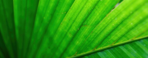 Wall Mural - Dappled green palm leaf with veins and ridges , foliage, closeup