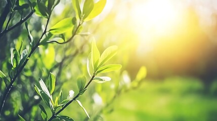 Wall Mural - Sunlight Streaming Through Lush Green Foliage Creating a Serene Nature Scene on a Summer Day